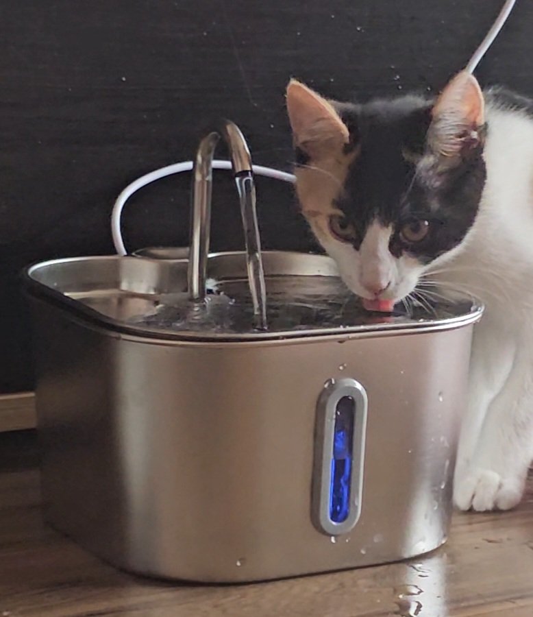 Cat drinking from a stainless steel water fountain